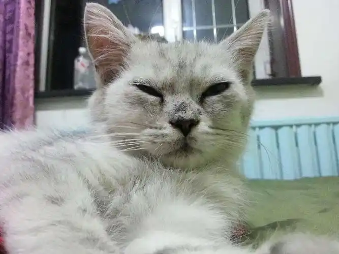 刚买的美短银渐层,我怎么看着不像啊?求鉴定!