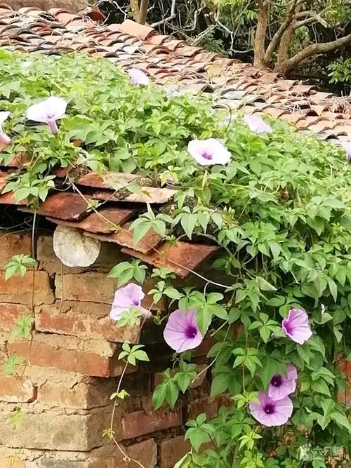 牵牛花爬在屋瓦上.