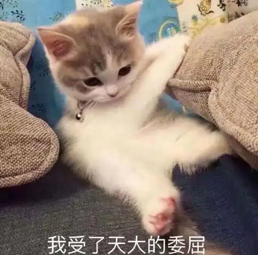 萌宠猫星人我受了天大的委屈难受呆萌可爱gif动图_动态图_表情包下载