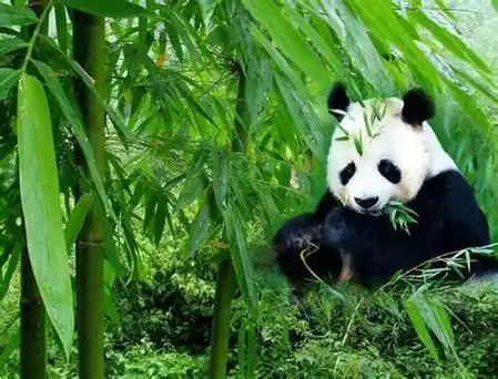 四川成都熊猫花花旅游攻略,去四川旅游四天旅游行程安排_时间_风景区_