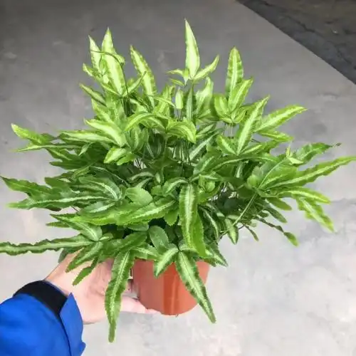 广州批发 盆栽植物花卉绿植 120#阿波蕨凤尾蕨室内耐盆栽植物