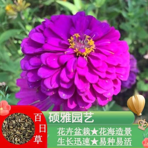开花草种子室外阳台庭院组合花卉种籽盆栽鲜花种子 紫色百日草2000粒