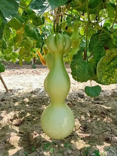 葫芦纯天然超大莲花花头八宝巨型亚腰种籽葫芦