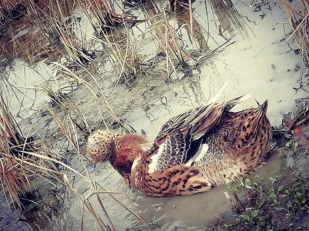 一只奇特的鸭子,头上顶了一个大麻花.
