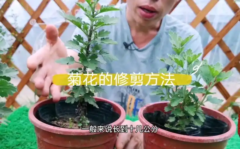 菊花怎么控制高度生长过程中该如何修剪打顶菊花的修剪方法