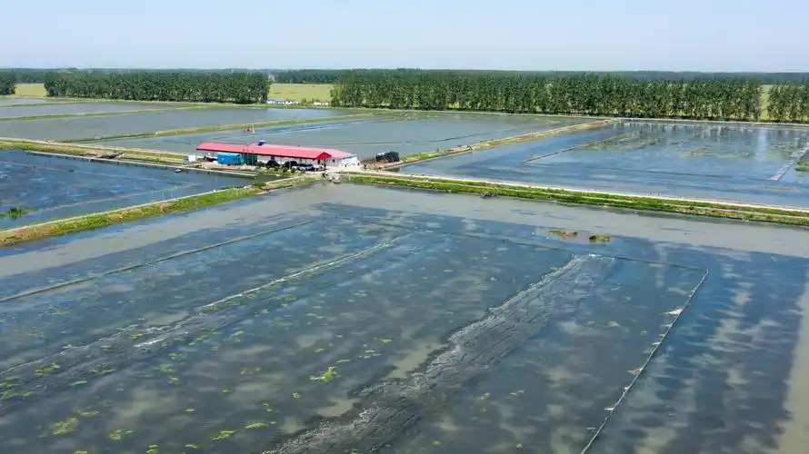 江苏金湖:小龙虾成熟季 红了餐桌热了经济_养殖