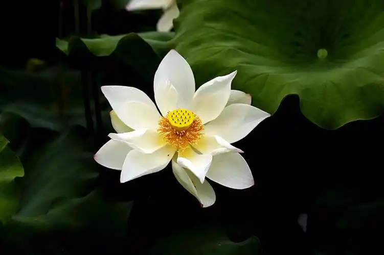 生态微距:白荷朵朵洁白无瑕