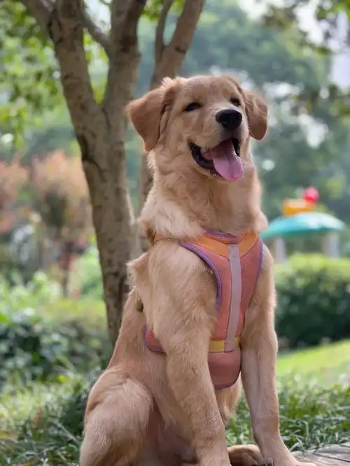 快6个月的尴尬期的金毛