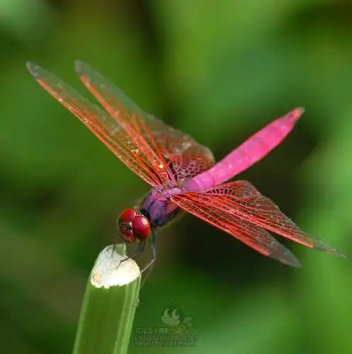 紫红蜻蜓
