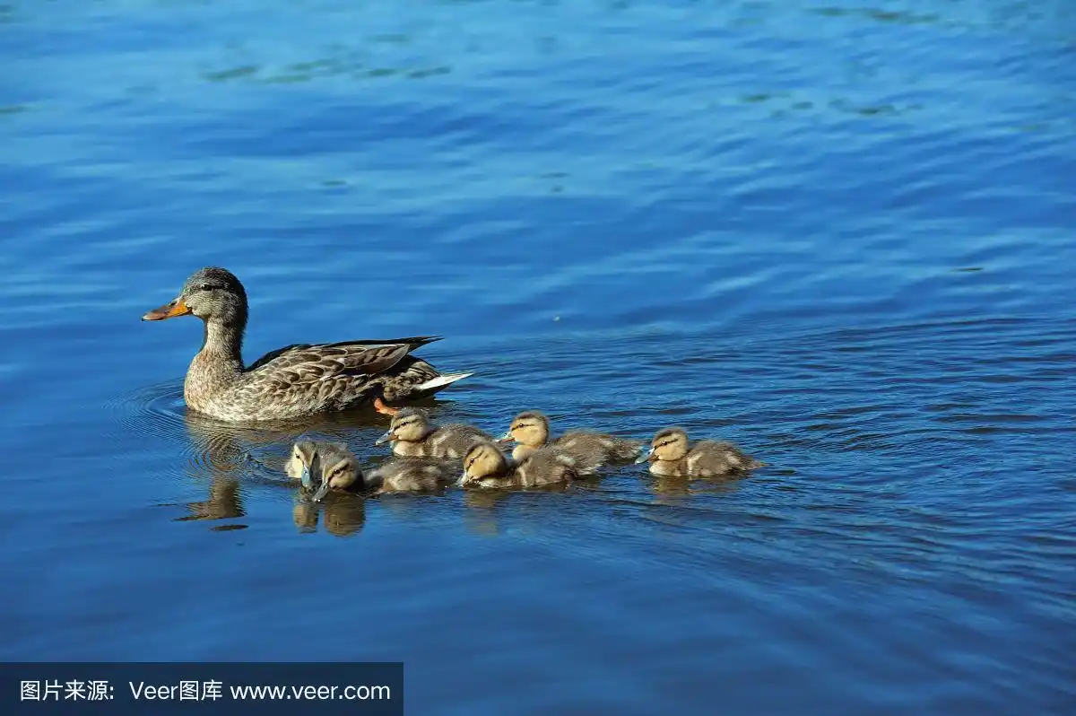 鸭妈妈带着六只小鸭游泳