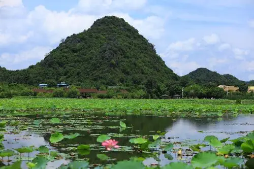 一池荷花一帘梦