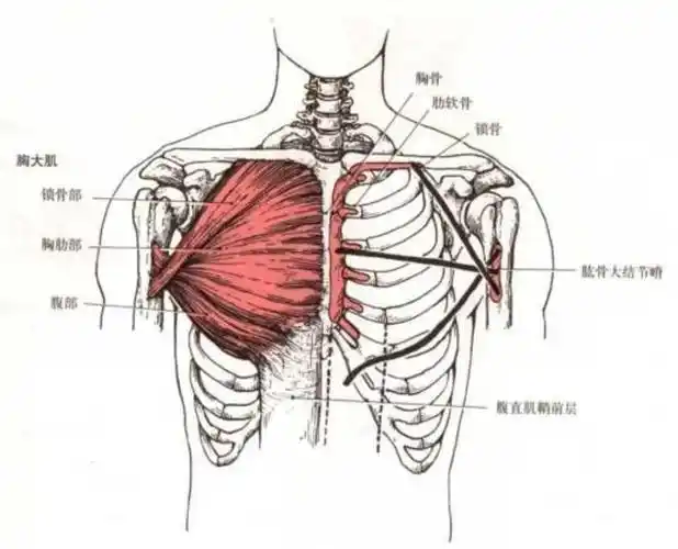 上交叉综合症的康复治疗策略