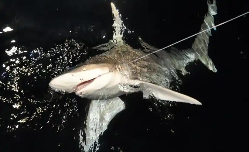 夜钓大鲨鱼,让全船人归航途中有鱼肉可吃