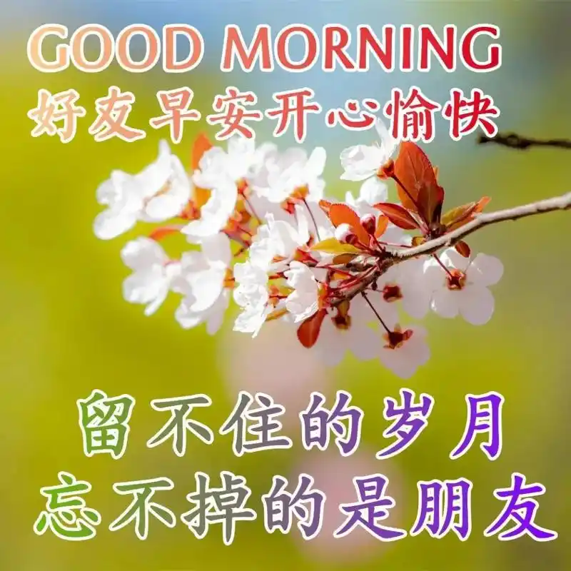 周六最新版漂亮早安图片鲜花带字 最美早上好问候语图片带字温馨