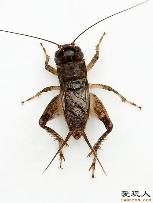 2009全国蟋蟀友谊赛冠军队—无锡协会崇安分会的功虫录