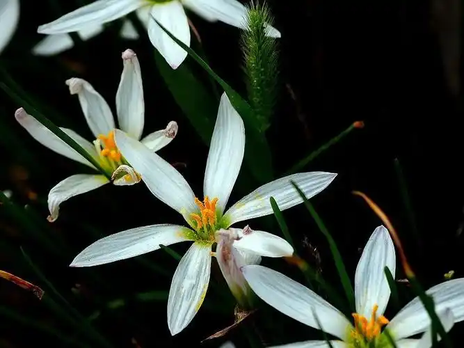 白色韭兰