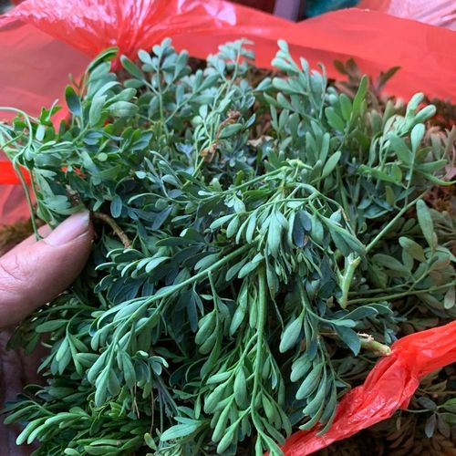 新鲜臭草生草药臭草 臭艾 小香草 荆芥七新鲜发货