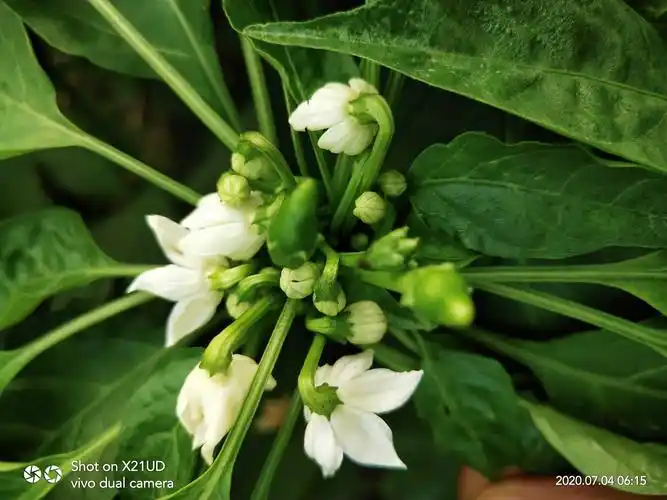 七月四号这个村庄的劲驼辣椒也是花量多多,美丽而又清新!