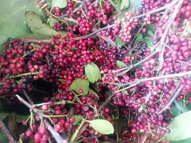 相信没有多少人认识云南野果方言干天果