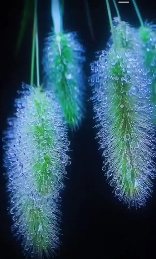 狗尾草和露珠的绝配