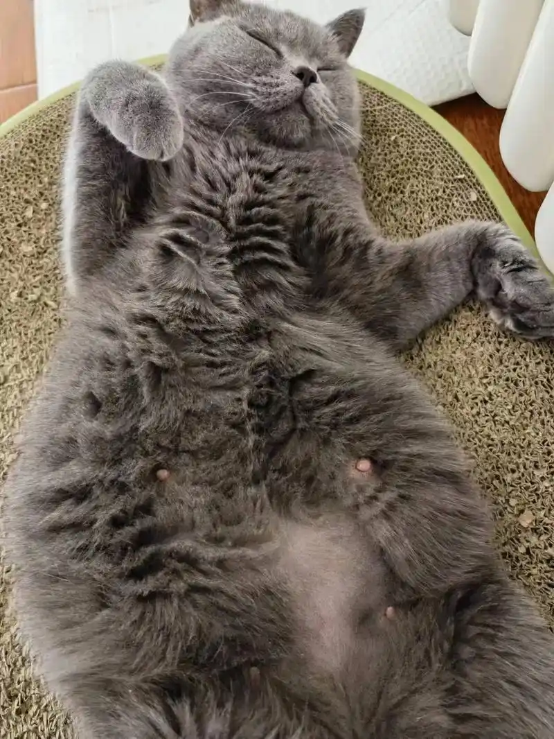 图1661526615是母猫(孕期状态)图36615