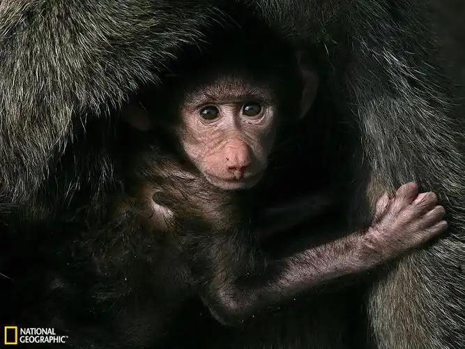 肯尼亚马赛马拉国家保护区内的狒狒幼崽