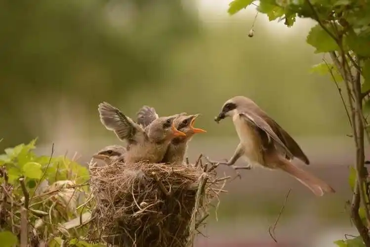 鸟妈妈喂小鸟