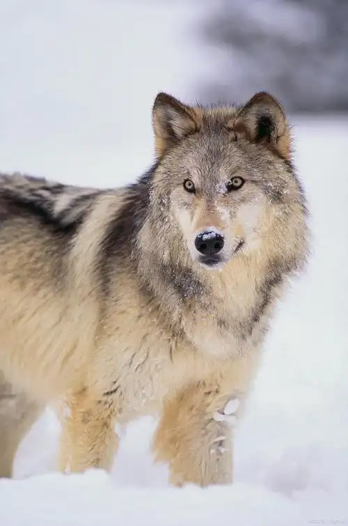 640_967竖版 竖屏