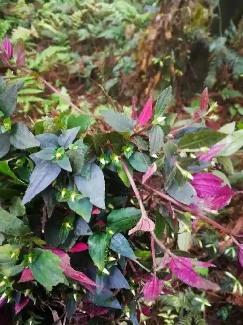 有仁堂新鲜风柜斗草鲜货500g,风骨草风鼓草风谷草诸头红肉穗草 1000g