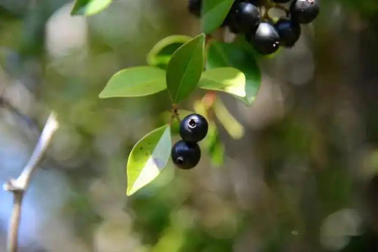 赤楠的果实由红色变紫黑,待到完全黑透了便成熟了.