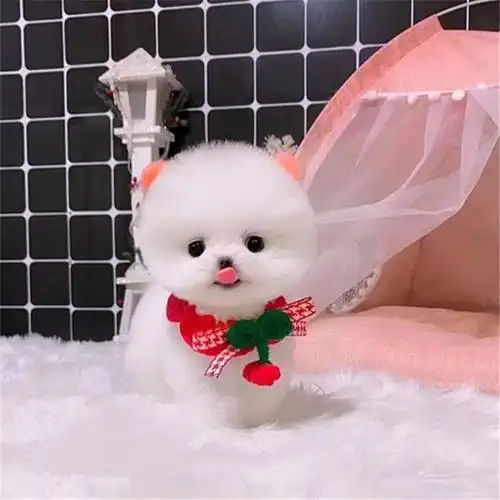 活的小狗_纯种博美幼犬茶杯犬小狗可爱比熊迷你长不大真狗狗活幼体