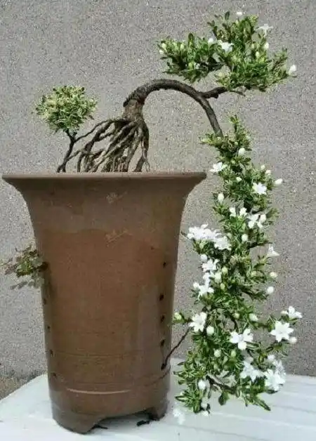 六月雪盆景的大悬崖式 提根式 附石式 连根多干式