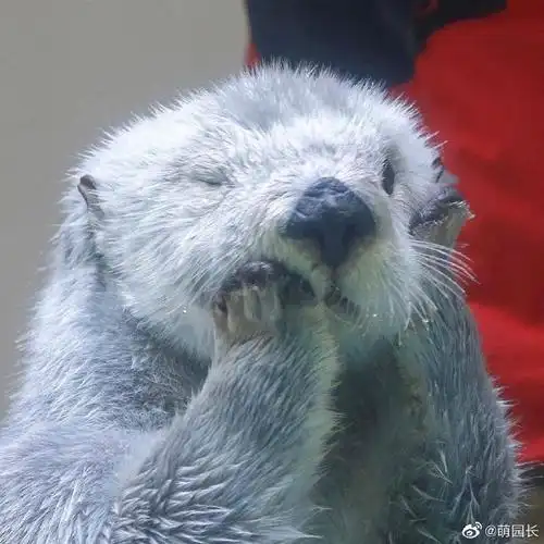 小海獭揉脸