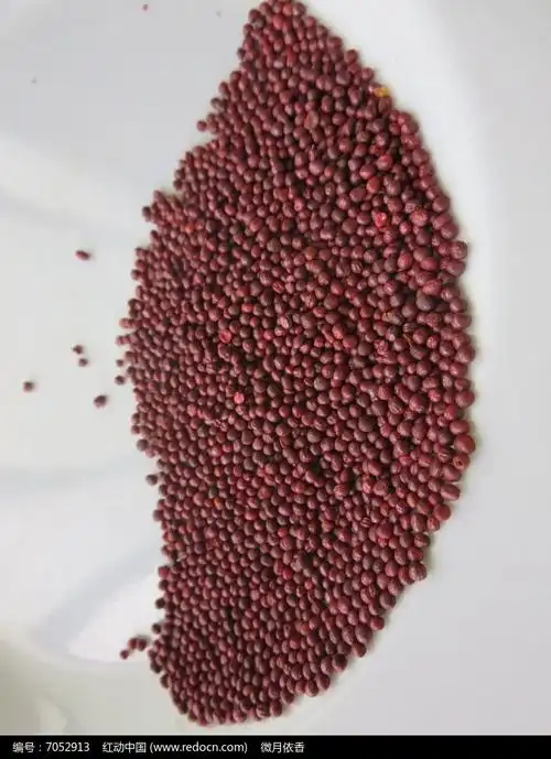 红亮亮的白菜籽