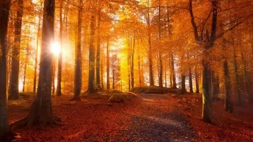 深秋火红的枫叶 _ 图片网