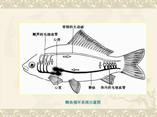 《鲫鱼的解剖》——1810郭润
