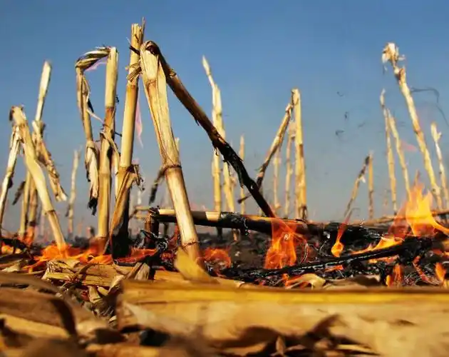 地球知识局|农作物|水稻|玉米_网易订阅