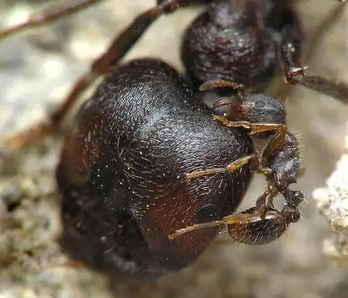 蚁后是什么颜色