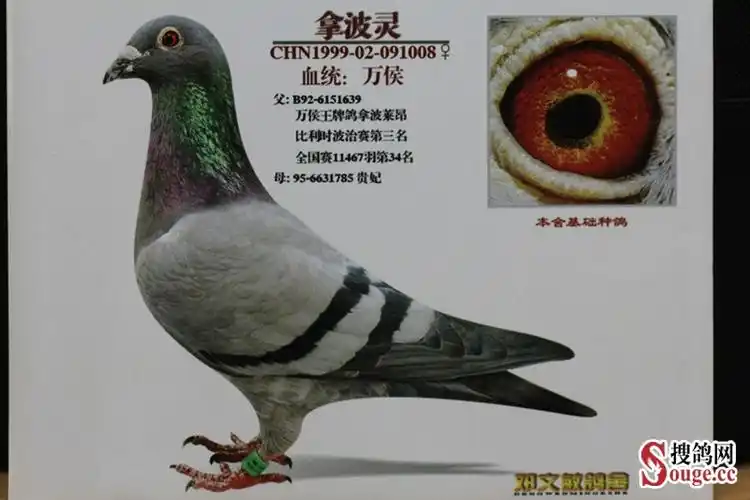 邓文敏的鸽眼鉴别