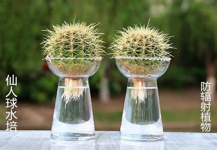 水培仙人球的种植方法和技巧