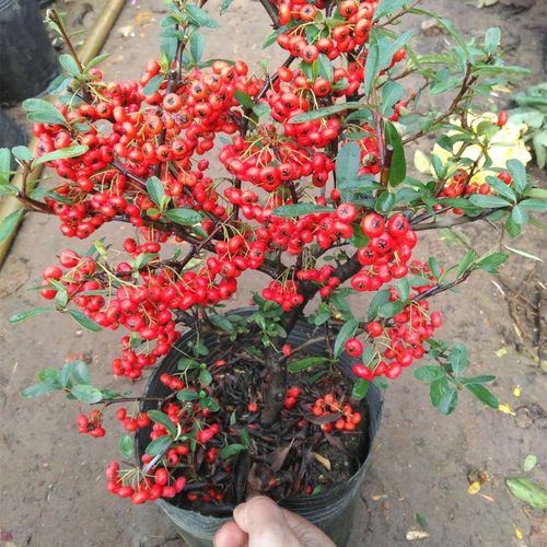 火棘盆景带果发货金玉满堂野生火棘树苗室内耐寒植物红色果子老桩