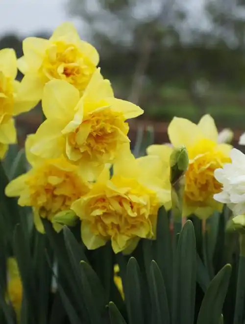 洋水仙开花图片