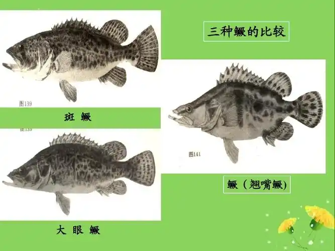 桂鱼季花鱼鳜鱼养殖技术ppt