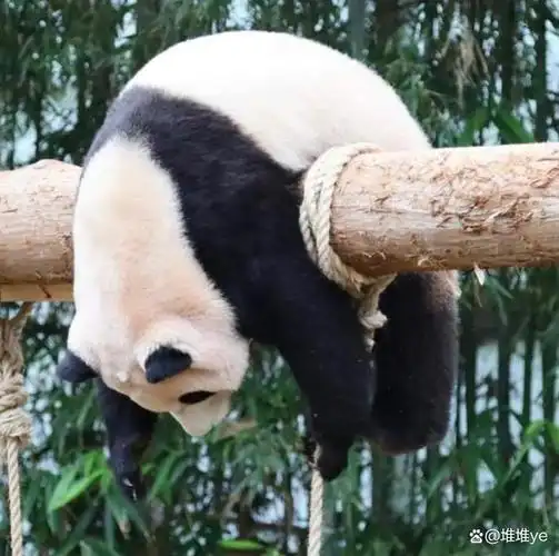 是可爱的福宝公主呀