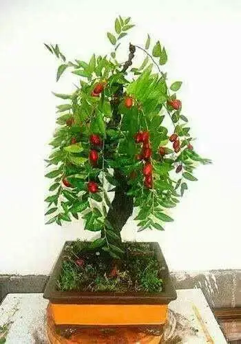 盆景欣赏(45)枣树盆景