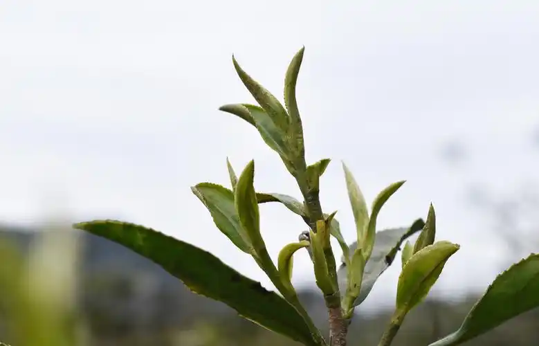 来自高山的纯天然野生茶_茶叶