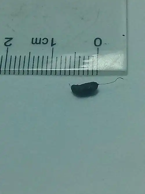 这是蟑螂屎还是老鼠屎?