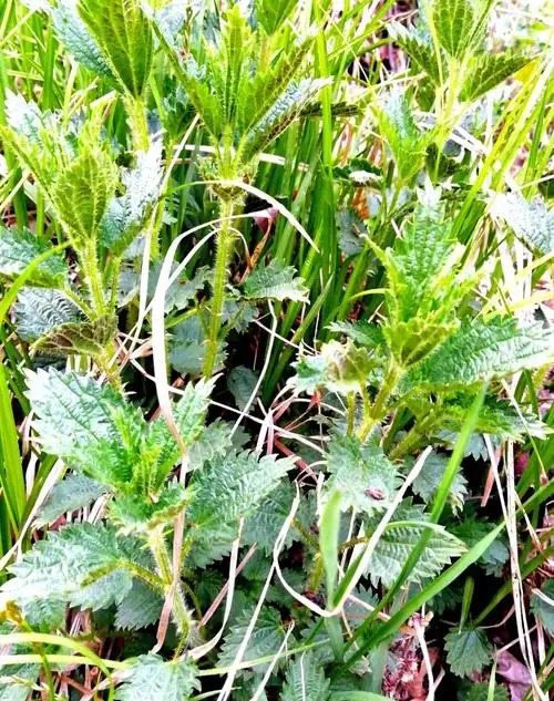 日月峡的荨麻草