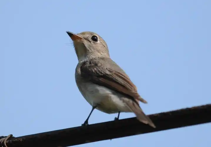 [林鸟] 大眼仔-----北灰鹟