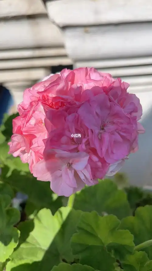 天竺葵丹麦女王